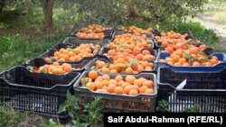 Illýustrasiýa suraty. 