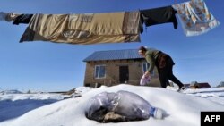 Жаңы онуштардын бири