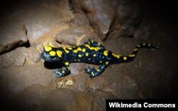 Саламандранын infraimmaculata түркүмү