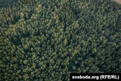 Лес з вышыні птушынага палёту. Верасень 2017 году