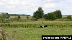 Рэдкая карова на лузе каля Знаменкі