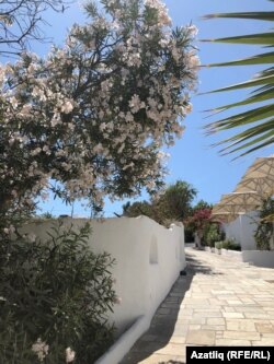 Агач-куакларның чәчәк аткан чагы