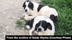 Саида Отырба считает, что на некоторое время надо вообще запретить ввоз в Абхазию охотничьих пород