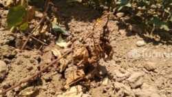 Куурай баштаган пахта талаалары. Июль, 2020-жыл.