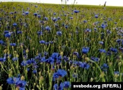 Васількі. Ваколіцы мястэчка Грозаў. Капыльскі раён