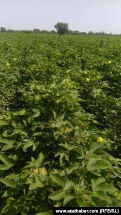 Mary welaýatynyň Sakarçäge etrabynda gunçalan gowaça meýdanlary.