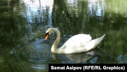 Ысык-Көл зоопаркындагы ак куу.