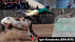Бишкекте өткөн көк бөрү мелдешинде оюнчу тай казанга улак ыргытууда. (Фото архивден)