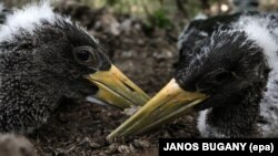 Птушаняты чорнага бусла, архіўнае фота