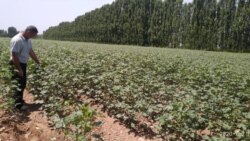 Толкунбек Акбаров.