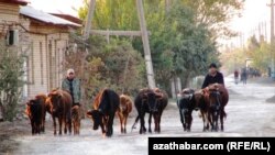 Lebap welaýatynyň obalarynyň birinde sygyrlary otlamaga alyp barýan çopanlar (Illýustrasiýa suraty)