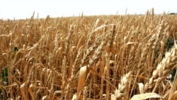 Աշնանացանի սուբսիդավորում. կառավարության որոշումը փոխվել է, բայց պայմանները մնացել են