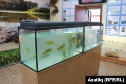 Иртеш елгасы музеенда