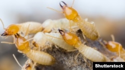 Illýustrasiýa suraty. Sarygarynja