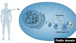 Аутофагия механизмы