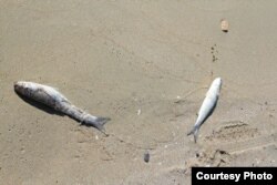 Мертвая рыба на берегу Каспийского моря. Фото с сайта tumba.kz.