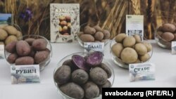 Выстава гатункаў беларускай бульбы. Архіўнае фота