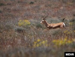 پارک ملی گلستان از مهم‌ترین منابع طبیعی و زیست‌محیطی ایران است