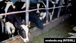 Фэрма ў Івейскім раёне. Архіўнае фота