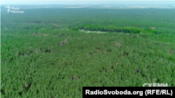 Майже 10 гектарів лісу в Бориспільському районі, які придбав Володимир Ковбасюк