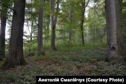 Межа реліктового лісу та його буферної зони