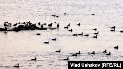 Сууну байырлаган куштар. Кыргызстан. (Влад Ушаковдун сүрөтү)