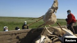 Мужчины закидывают туши павшей сайги в кузов грузового автомобиля. Западно-Казахстанская область, 22 мая 2010 года.