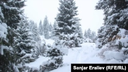 Долина Жыргалан в Иссык-Кульской области.