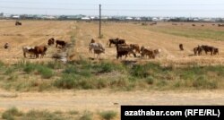 Чорвопарварӣ яке аз манбаи асосии даромади мардуми деҳот аст.