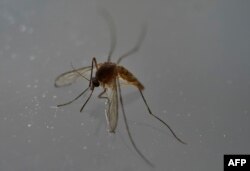 یکی از پشه های ناقل ویروس زیکا که در آمریکای جنوبی فراوان یافت می‌شود.