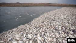 دو میلیون ماهی در سد فشافویه تلف شدند