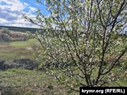 Цвітіння аличі. Білогірськ, Крим, жовтень 2025 року