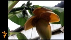 Бананчы багбан Жаңылбү