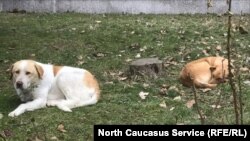 Зоозащитники выражают надежду, что власти смогут найти средства для создания приюта и стерилизации животных