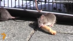 До Кабміну принесли щурів