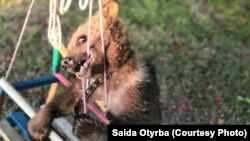 Медвежонок Балу