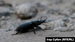 ФОТА ДНЯ: Жук. Макра. Жлобін. Фота: Ігар Субач