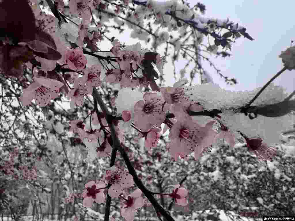 Засніжені фруктові дерева в Івано-Франківську, 11 квітня 2025 року