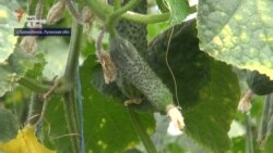 У що вилилась окупація Луганська для мешканців Трьохізбенки? (відео)