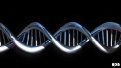 Возможно, ученым удалось обнаружить "ген долголетия": это - один из вариантов гена APOC3