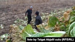 Кар алдында калган капуста. Ноокен.