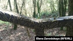 Абхазские ученые отдают себе отчет в серьезности проблем, возникших для флоры Абхазии, и не теряют надежд, что их удастся решить