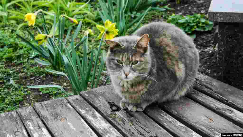 Koktebelniñ yerli sakini &ndash; pardoş efendi