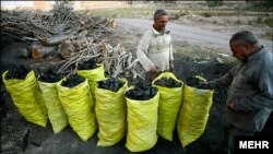 درخت‌های بلوط زاگرس که زغال شدند