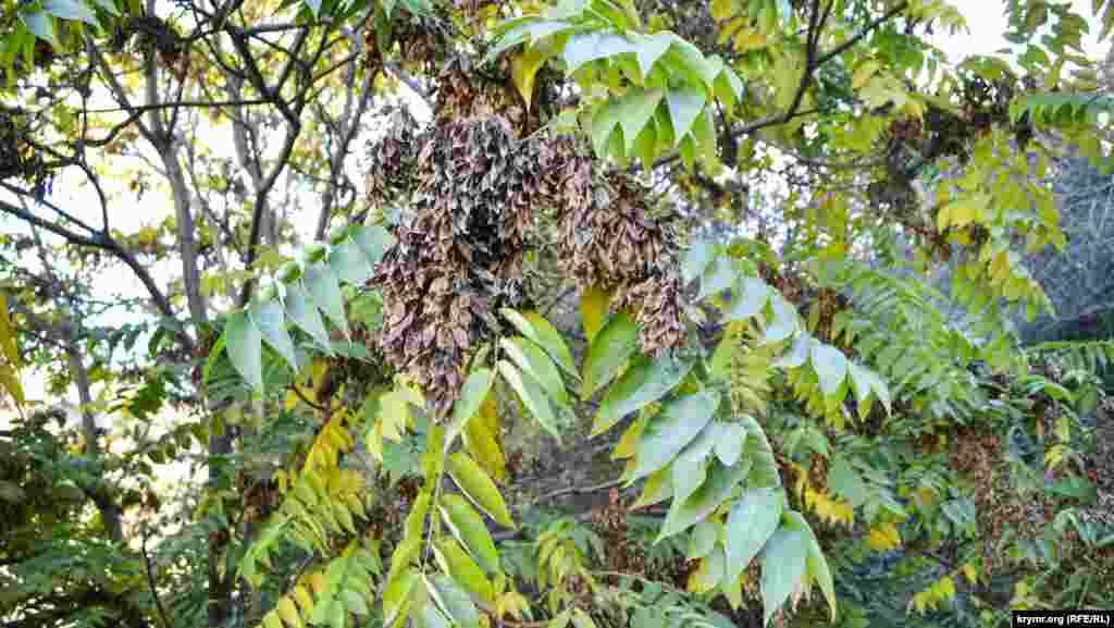 Kürüç tereginiñ yapraqları daa yeşil, urluqları ise endi qurudı ve yaqınlarda tökülecek