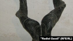 Шохи бузи пармашох