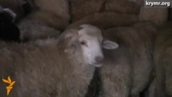 Qurban bayramı munasebetinen 300 qırımtatar qorantası arasında 71 qoy taqsimlendi