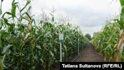 Неапазнаны лятучы аб’ект упаў на кіяховае поле ў Люблінскім ваяводзтве Польшчы. Ілюстрацыйнае фота