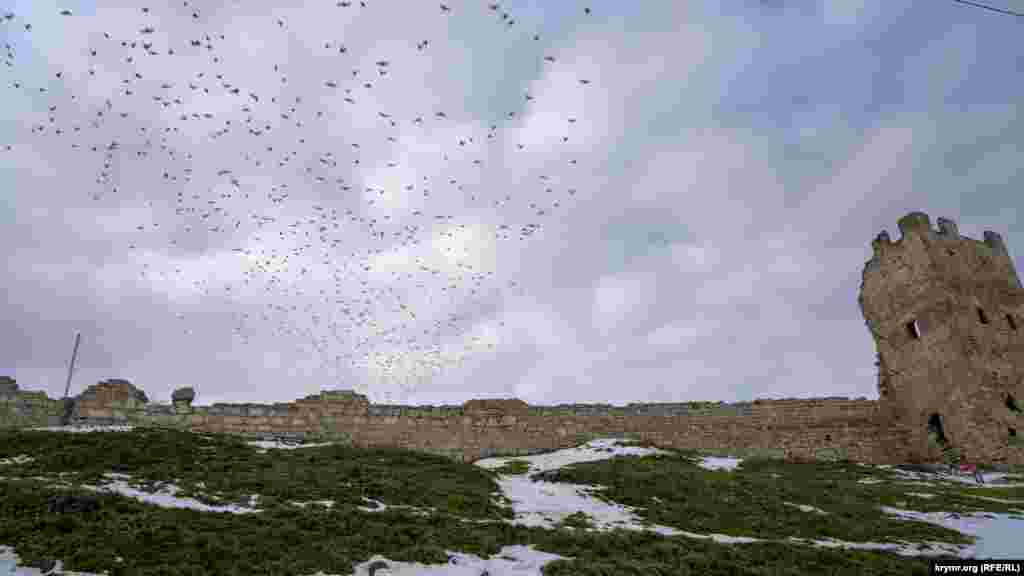 Перелетная стая то ли черных дроздов, то ли скворцов устремилась куда-то на восток