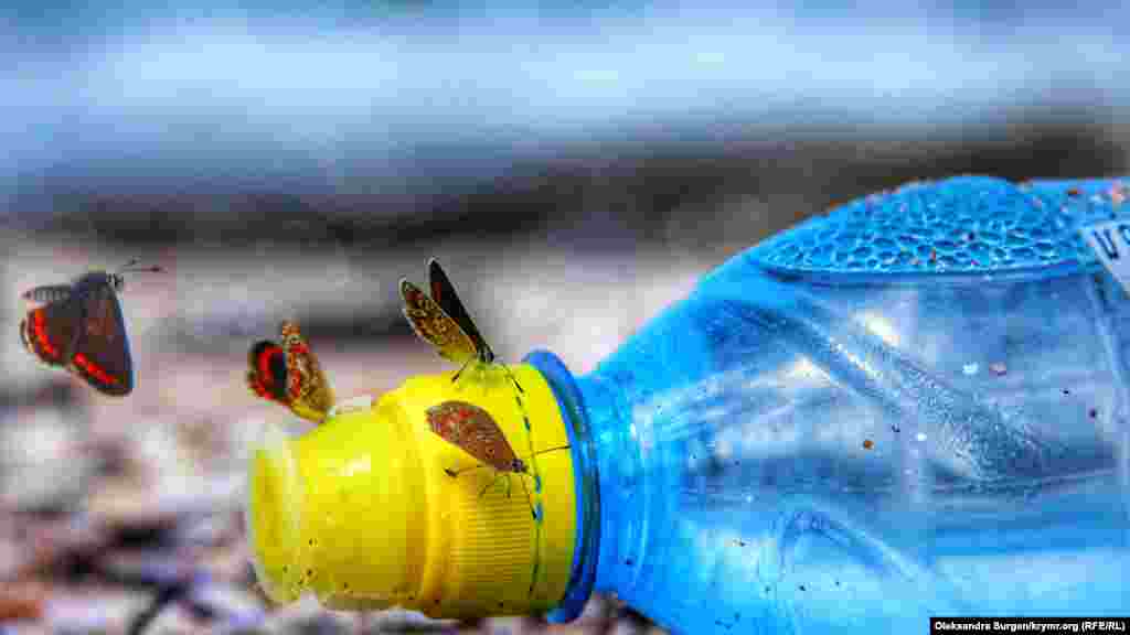 Pervaneler şişeden tatlı suv içe